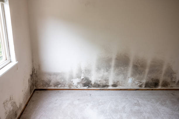 Professional Mold Removal in Lipscom, AL